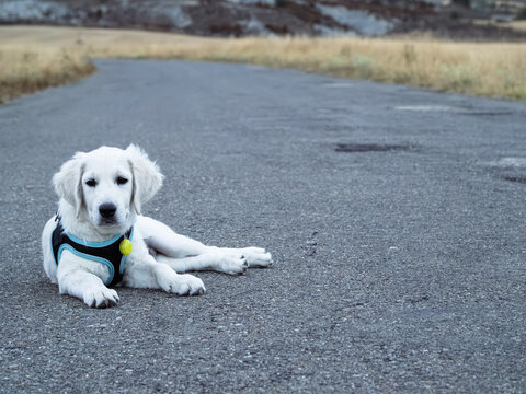A puppy alone on the road, symbolizing animal vulnerability.