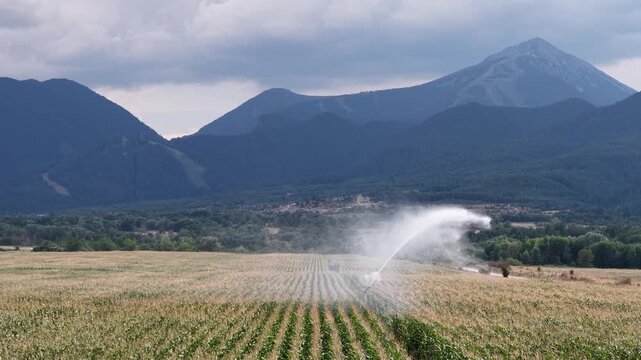 An irrigation sprinkler sprays water across rows of corn while the aerial camera moves smoothly over farmland beneath a mountain range and cloudy sky.