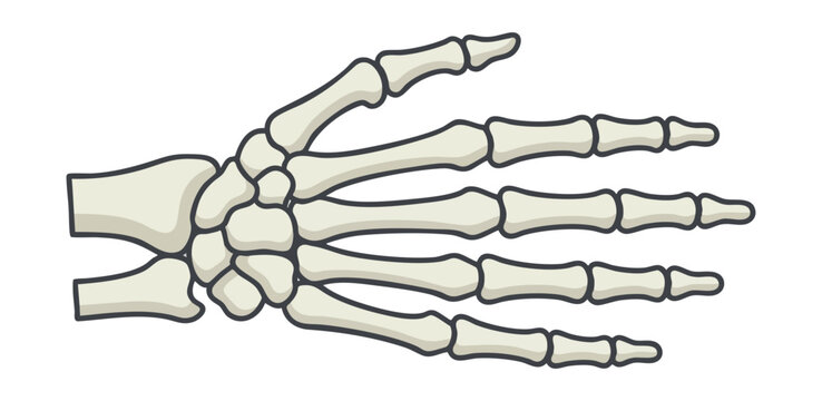 Human hand skeleton bone structure illustration