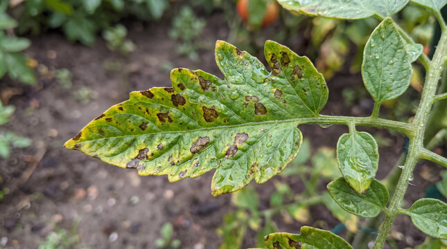 Tomato leaf showing signs of early blight fungal disease with brown spots and yellowing, affecting plant health in a garden