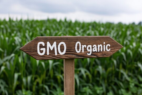 The Wooden Sign Marking GMO Organic in a Lush Green Cornfield