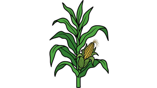 Coffee plant with ripe red berries and green leaves vector illustration
