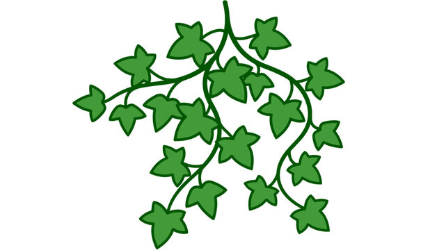 Green ivy plant hanging with vines and leaves isolated on white background