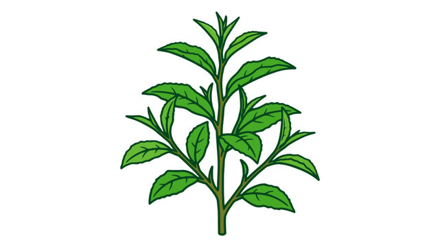 Green tea plant illustration with lush leaves and stem in vector style