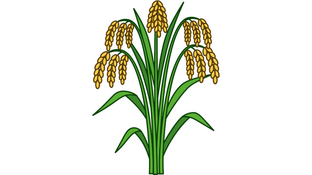 Vector illustration of ripe rice stalks with golden grains and green leaves isolated on white background