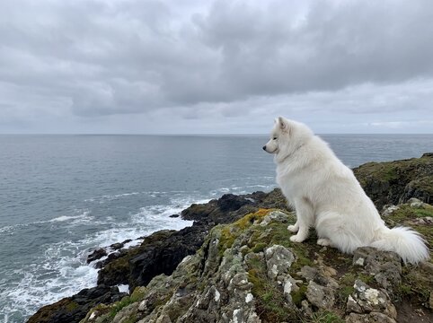 Large fluffy white dog sitting on a rocky coastal cliff overlooking crashing ocean waves at sea