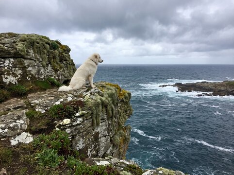 Large fluffy white dog sitting on a rocky coastal cliff overlooking crashing ocean waves at sea