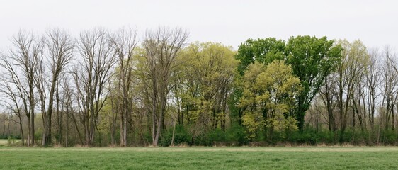 Naklejka premium The Line of Trees Framing a Quiet Spring Landscape Amid Soft Light