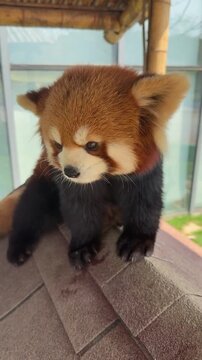 red panda eating bamboo