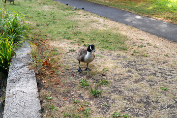 Canada goose standing on grass near a paved path in a park setting during daytime © MarshallChan