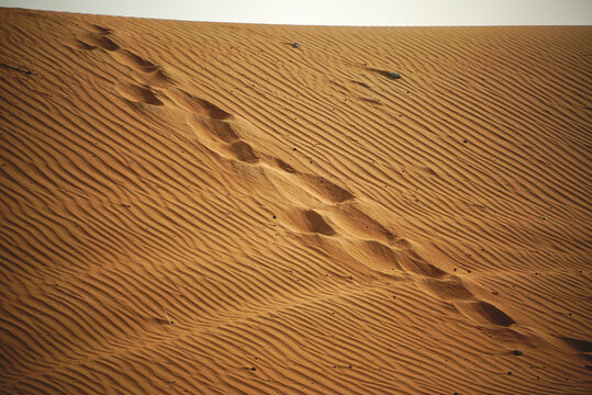 Diagonal dromedary camel tracks crossing natural wind formed patterns on a sand dune in Mleiha desert, Sharjah, United Arab Emirates.