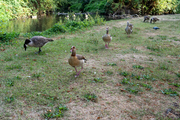 Wild Geese and Ducks Grazing Beside A Riverbank in Scenic Natural Setting © MarshallChan