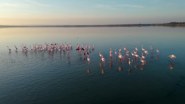 Flock of flamingos gathers and flies over Etang de Thau in France in warm light, aerial closeup orbit as they flap wings and walk, stunning reflections and golden glow