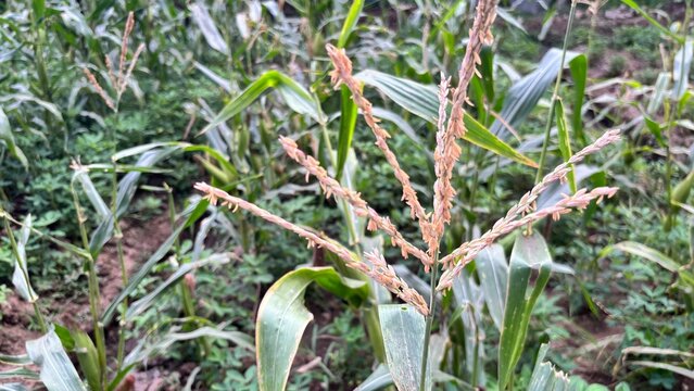 corn plants in a lush, natural garden
