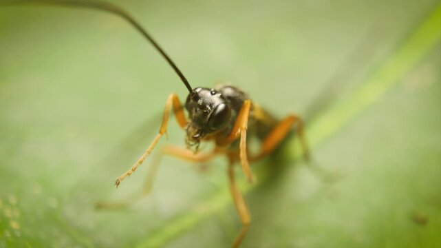 static shot of ichneumonid wasp in natural environment extreme close up