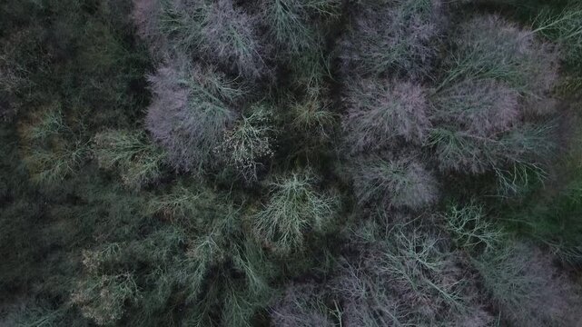 Dense woodland canopy creates haunting natural patterns beneath an aerial view