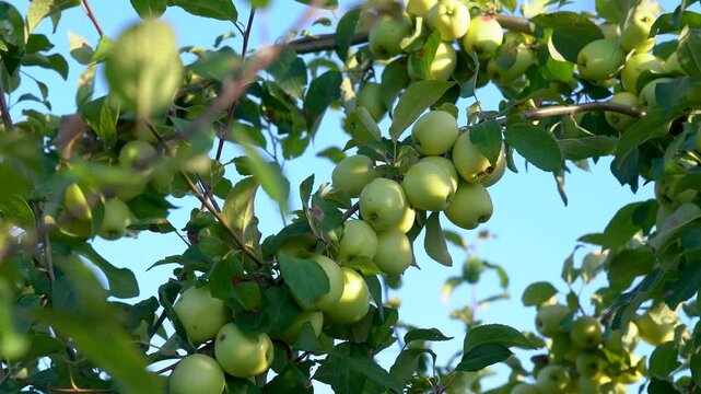 A Vibrant Display of Ripening Green Apples Hanging in Abundance on Lush Apple Tree Branches Against a Clear Blue Sky Background