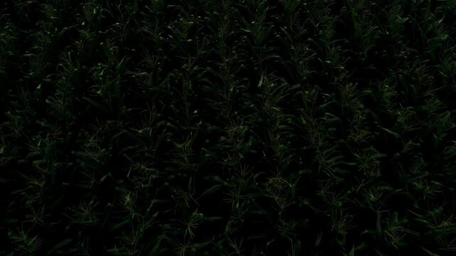 Slow motion reveals dense maize rows forming patterns under dim evening light