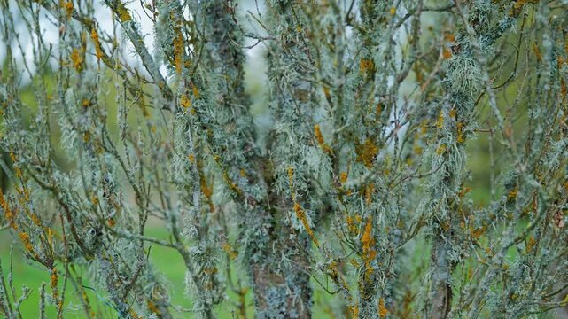 Gray green and orange lichens thrive on bark revealing healthy natural ecosystem