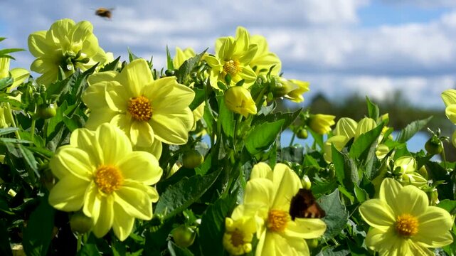 A Vibrant Display of Yellow Flowers Under a Bright Sky: A Captivating Moment of Nature's Beauty Captured in Two Frames