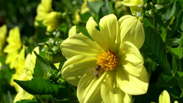 Captivating Yellow Dahlia Blooms Surrounded by Lush Green Foliage, Highlighting the Vibrant Beauty of Nature in a Summer Garden Scene