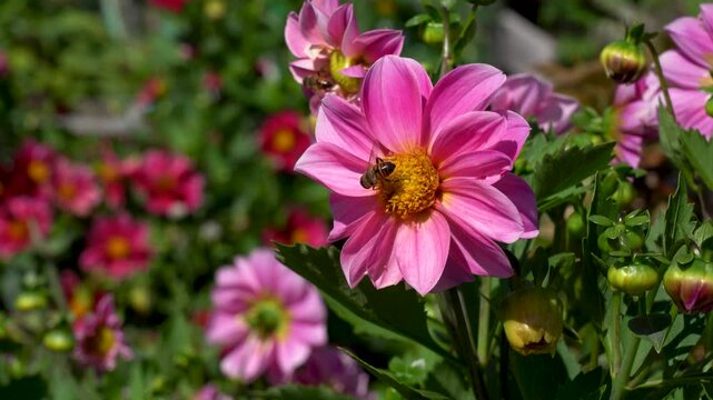 Vibrant Bloom: A Close-Up View of Pink Flowers Surrounded by Green Leaves in a Lush Garden Setting, Showcasing Nature's Splendor and Busy Pollinators