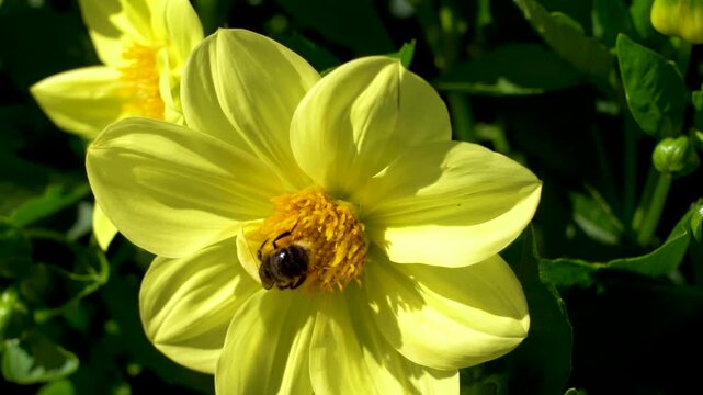A Vibrant Yellow Flower in Full Bloom with a Busy Bee Collecting Nectar, Showcasing the Bounty of Nature's Beauty and Pollination Process