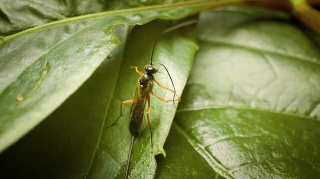 detailed macro view of an ichneumonid parasitoid wasp or darwin wasp on a plant