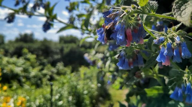 Bumble bee flying around blue flowers in garden, turning and approaching passing by the camera