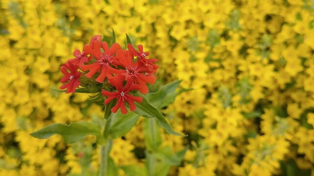 Yellow and red flowers Lysimachia punctata and Silene chalcedonica growing in garden