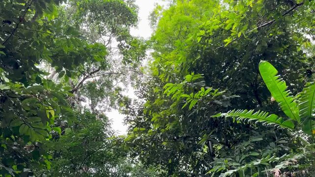 Time lapse of a soft overcast sky moving above a dense tropical forest canopy in Ecuador, with a large philodendron leaf standing out in the foreground.