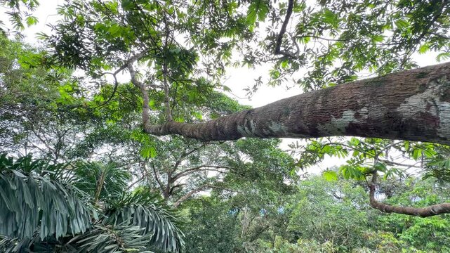 Time lapse of a massive branch crossing the whole frame above the jungle in Ecuador, with philodendron leaves in the foreground and bright sky behind.