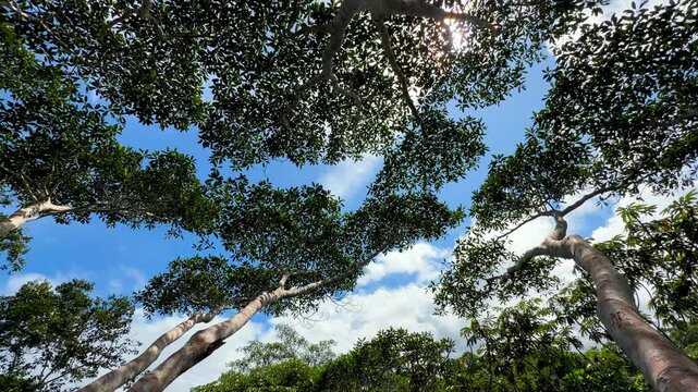 Time lapse of clouds racing above the wide crown of a giant rainforest tree in Ecuador, seen from directly below with sunlight flashing through the leaves.
