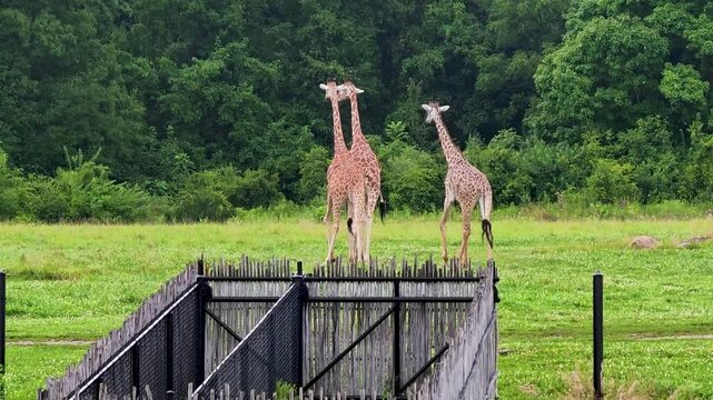 3 tall adult giraffe strolling gracefully across a grassy field at the Columbus Zoo and Aquarium in Ohio, showcasing its natural elegance and towering height.