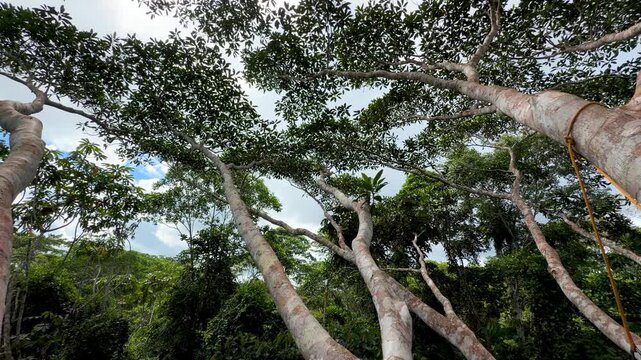 Time lapse of a climbing rope hanging from the branches of a giant ceiba tree used for canopy research in the Amazon rainforest of Ecuador under a cloudy sky.