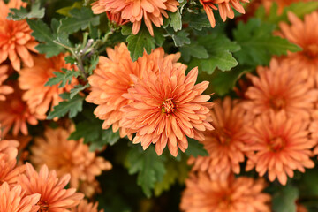 Naklejka premium Top view of peach colored chrysanthemums flowers