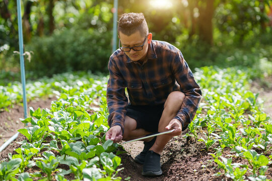 Asian Farmer Inspecting Green Crops with Digital Tablet in Organic Farm