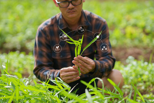 Smart Farmer Inspecting Crop Health with Agricultural Technology Icons in Green Field