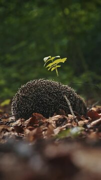 Wild Hedgehog Walking on Dry Fallen Leaves in Green Forest