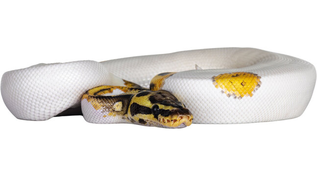 snake, python, reptile, snake png, ball python, dangerous, royal python, predator, boa, constrictor