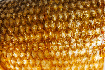 Macro texture of smoked fish scales with golden pattern © Iryna Miadzvedzeva