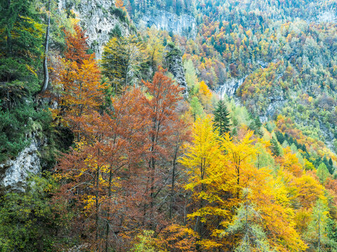 Autumn forest, vibrant trees and rocky mountainside show seasonal change in this nature tourism destination for outdoor exploration in the wild peaks of the Julian Alps,Tarvisio,Friuli,Italy.