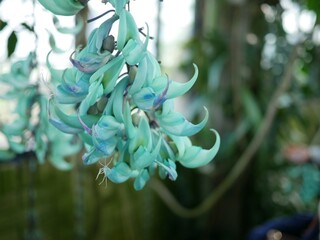 Turquoise jade vine flowers hanging in a greenhouse © ESTHER