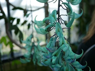 Exotic jade vine with cascading turquoise blooms © ESTHER