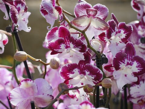 Magenta and white spotted moth orchids in bloom