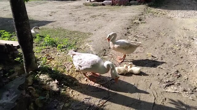 A mother goose with her goslings by the side of the road.