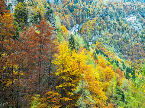 Dense autumn forest with vibrant yellow and orange foliage covering rocky mountainsides for seasonal nature tourism and active outdoor exploration in the Julian Alps, Tarvisio, Friuli, Italy.