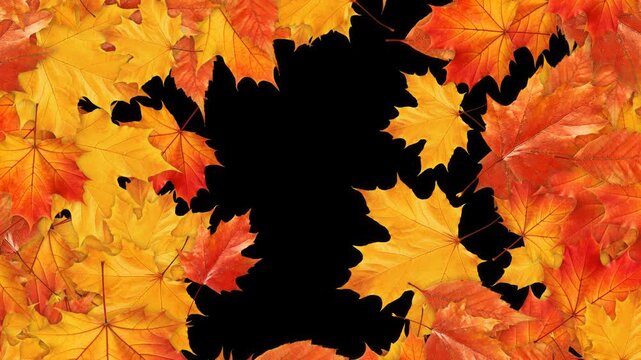 colorful autumn leaves transition isolated alpha channel animation, leaf thanksgiving and Halloween celebration video stream overlay social media motion design element