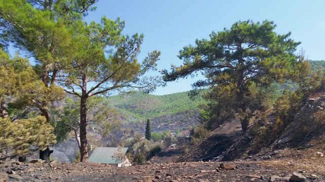 Forest wildfire in Aydıncık Mersin Turkey. Landscape after wildfire with pine trees and burned ground under blue sky. Environmental disaster and global warming concept.