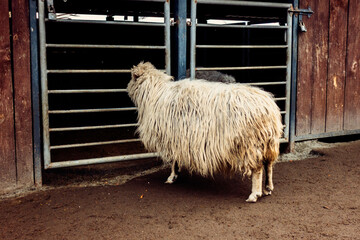 Fluffy sheep standing in front of a metal gate in a rustic barn yard © dizfoto1973